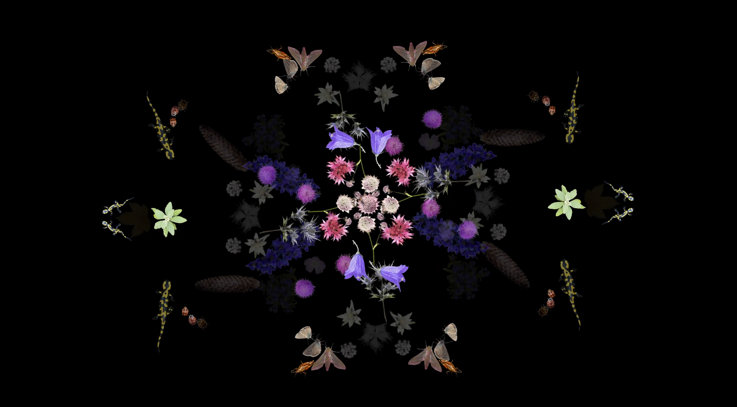 Vera Leisibach, 2024, Insects & Plants Still 1