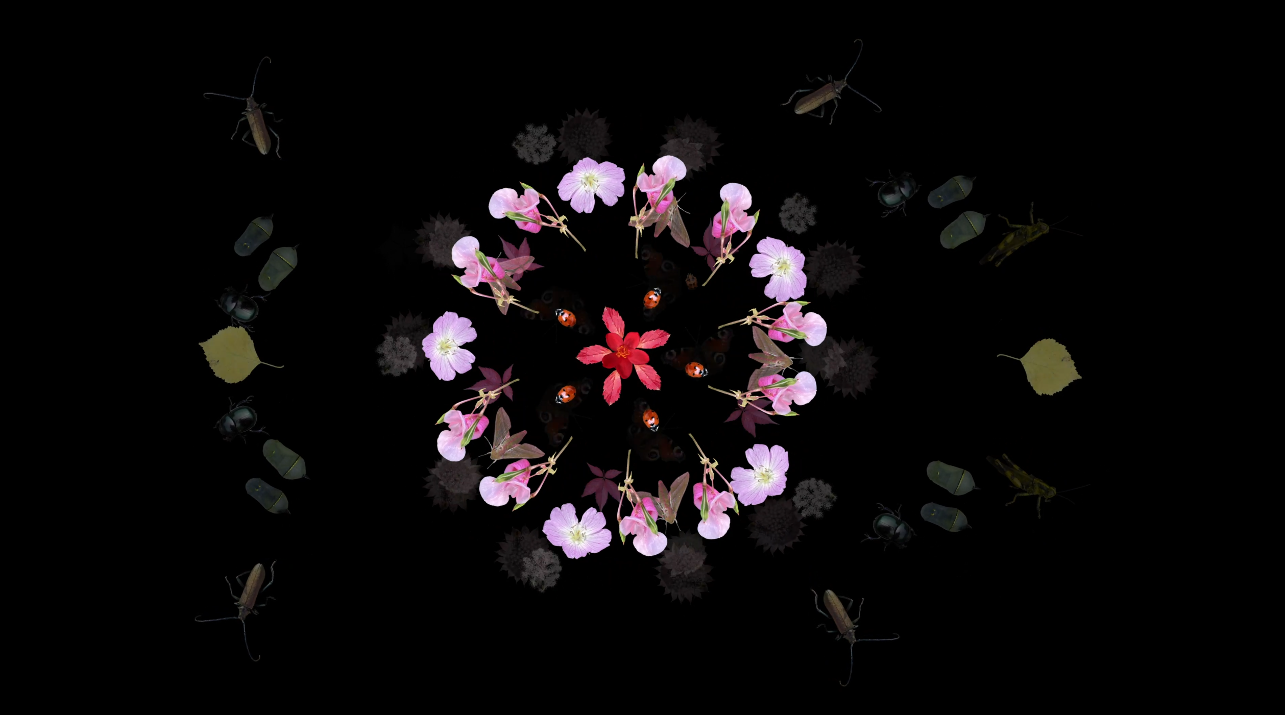 Vera Leisibach, 2024, Insects & Plants Still 2