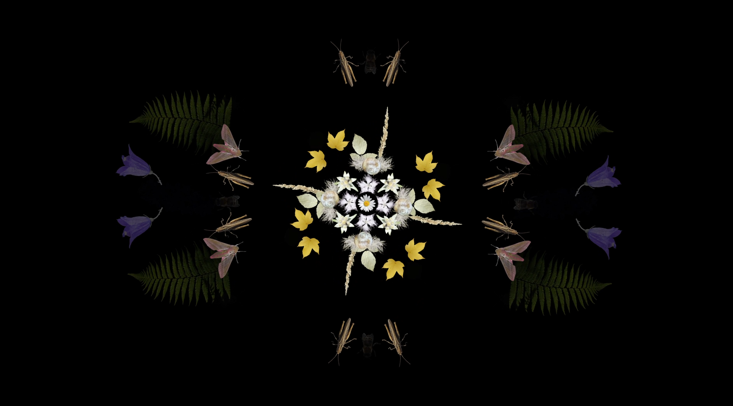 Vera Leisibach, 2024, Insects & Plants Still 3